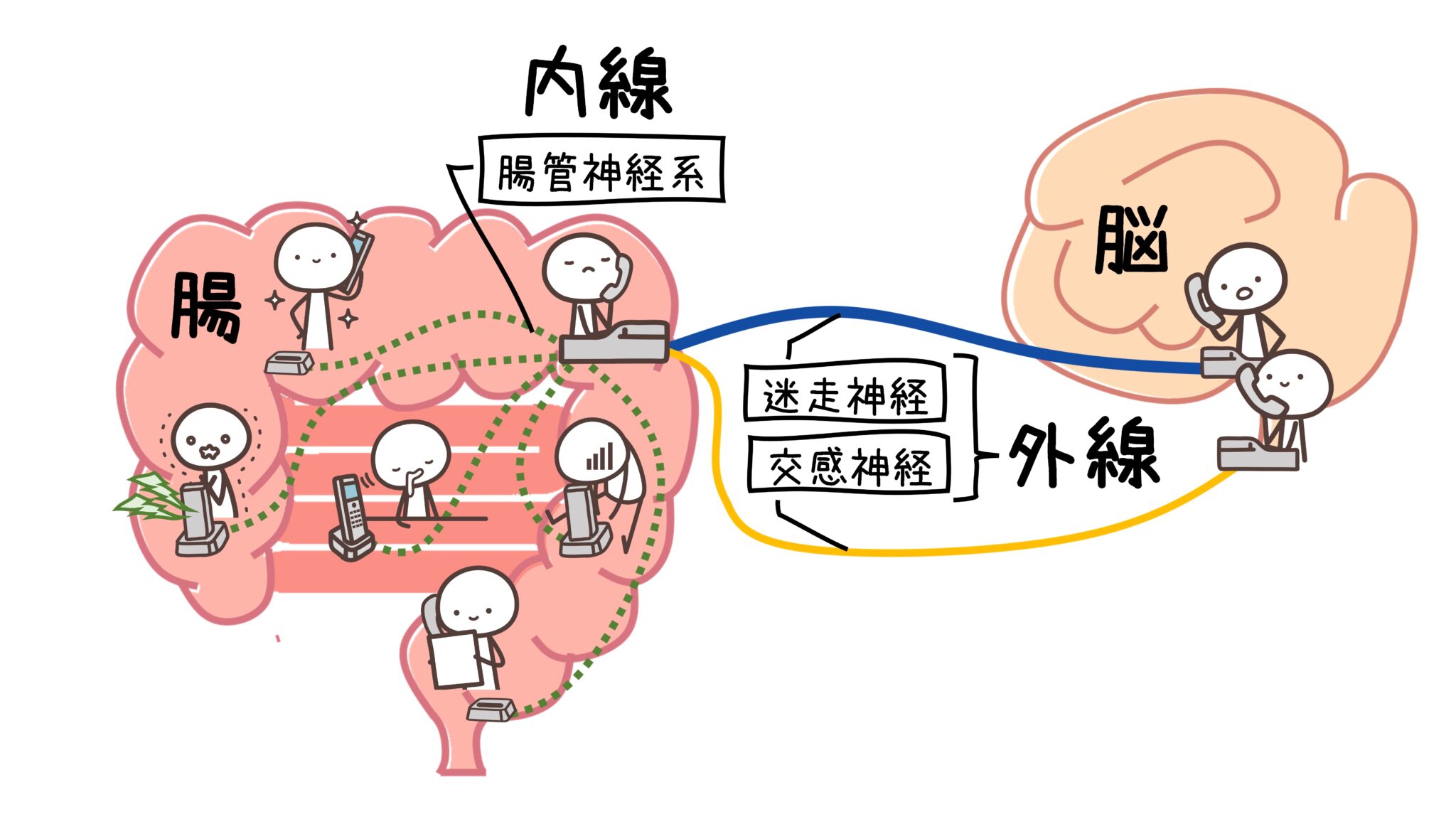 脳と腸をつなぐ回線…外線の自律神経系と内線の腸管神経系の仕組み – 集英社新書プラス
