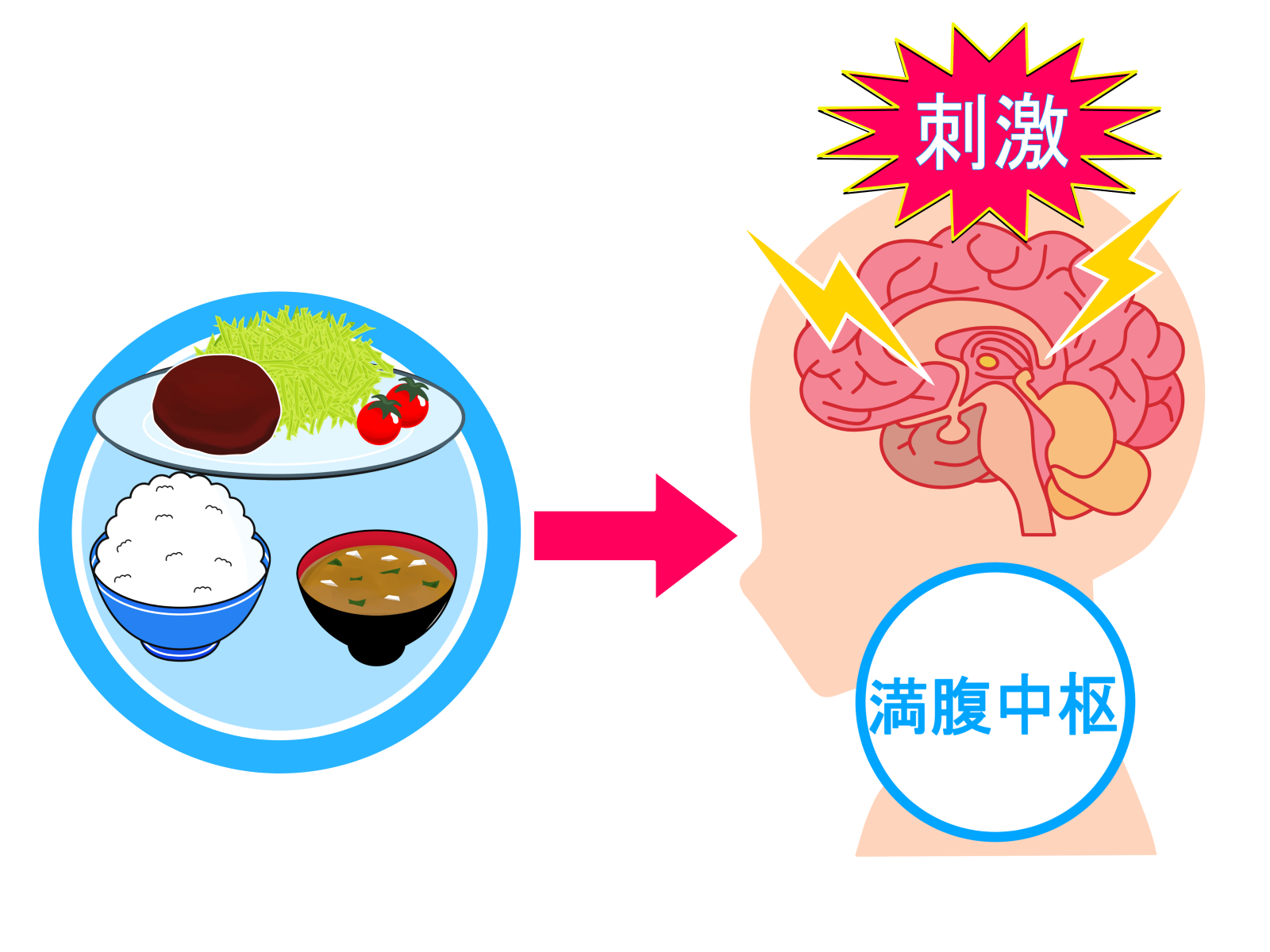 食欲の正体①…GLP-1が脳の奥深くに働いて食欲を抑える – 集英社新書プラス