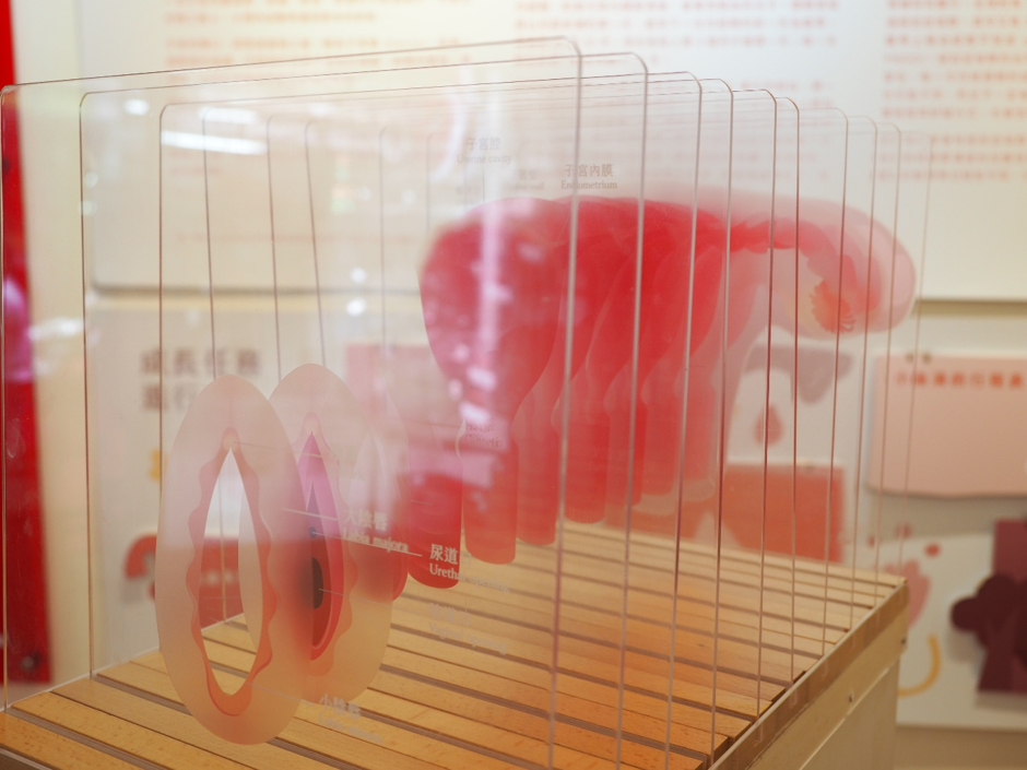 膣の構造を立体的に見て学べる